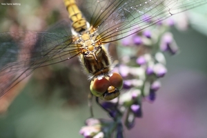 bloedrode heidelibel 1