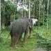 Dubar elephant1