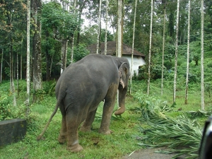 Dubar elephant1