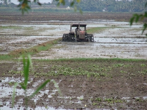 Tractor in rijstvelden