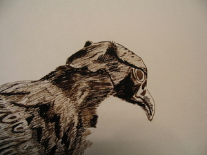 Fazant detail001