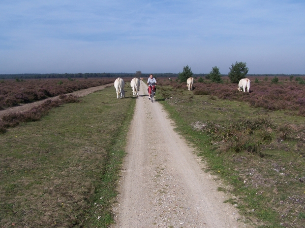 VELUWE 020