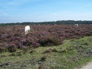 VELUWE 021