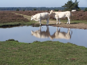 VELUWE 024