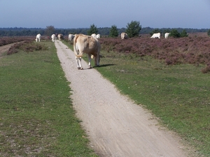 VELUWE 025