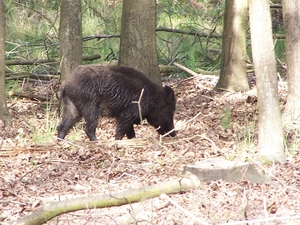 VELUWE 029