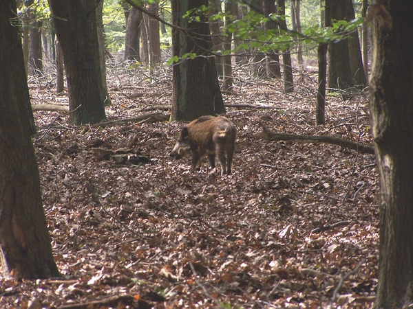 VELUWE 030