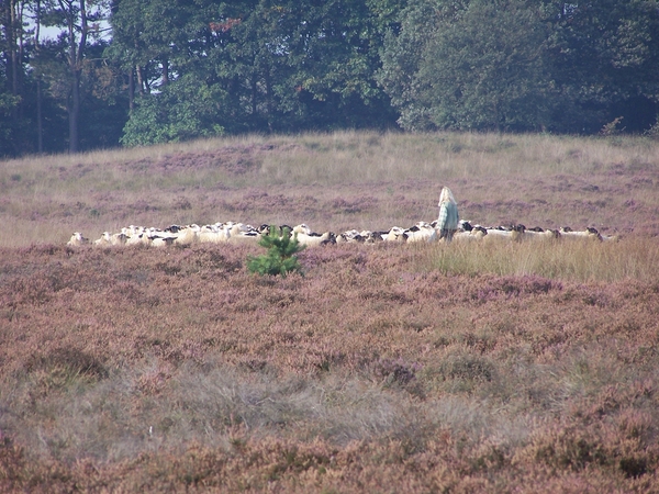 VELUWE 053