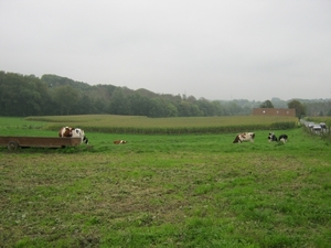 KOETJES IN DE WEI