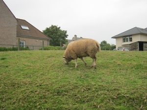 GRAZEND SCHAAPJE