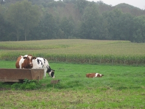 KOETJES IN DE WEI