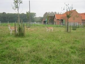 BAMBI'S IN DE WEI