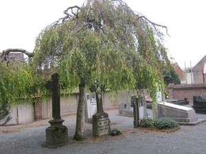 GRAVEN ONDER EEN BOOM TE BEKKERZEEL