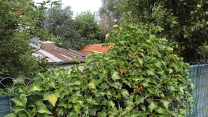 Leisele : zijkant