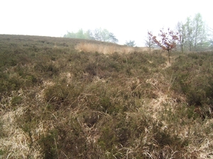 de bosberg 2009 029