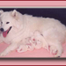 Bouchka met puppy's 08-98