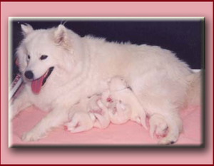Bouchka met puppy's 08-98