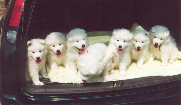 3de nestje, 7 op een rij in de auto