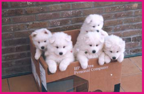 2de nest in de transportdoos