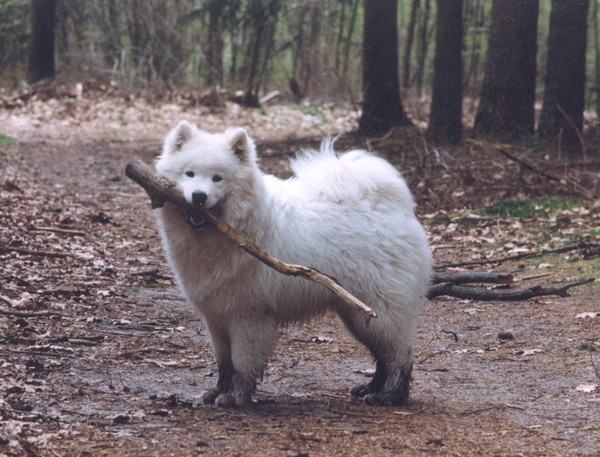 Ximba met tak in bek