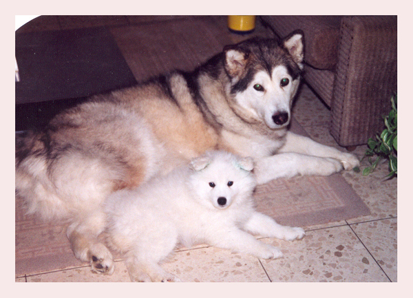 Paska& pup Bouchka vriendjes