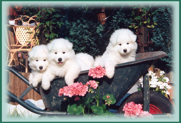 1st nest in de kruiwagen 1998