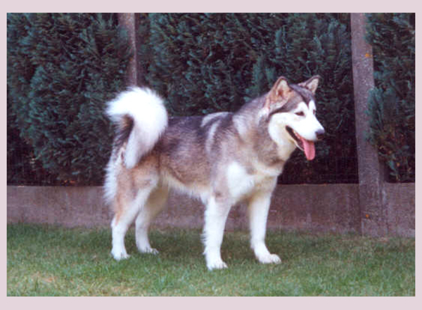 Paska mei 93 , 18 maand