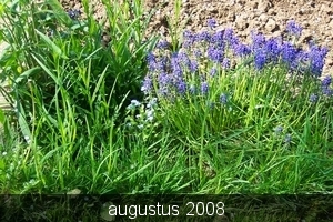 tuin 2006 049