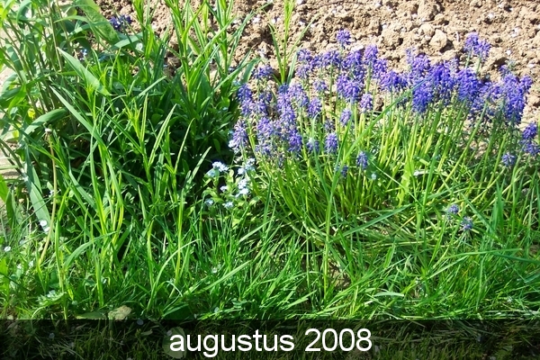 tuin 2006 049