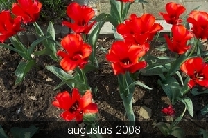 tuin 2006 054