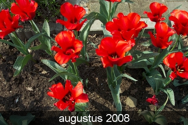 tuin 2006 054
