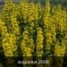 tuin 16-06 040