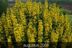 tuin 16-06 040