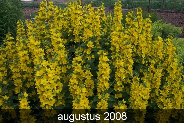 tuin 16-06 040
