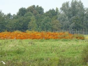 Weerterbergen Min 073