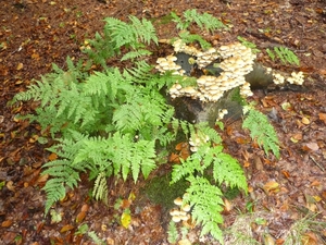 10.10.02.MALE.NOG PADDESTOELEN