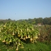 10.10.12.DEINZE.DATURA