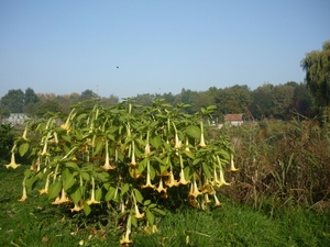 10.10.12.DEINZE.DATURA