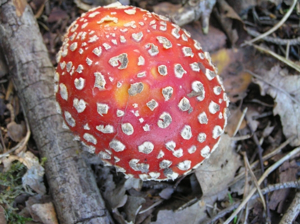 Weerterbergen Dikkie 002