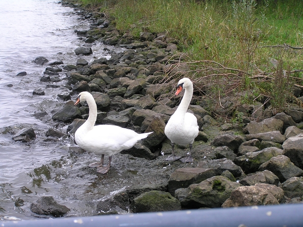 Weerterbergen Dikkie 027