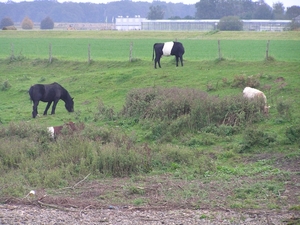 Weerterbergen Dikkie 038