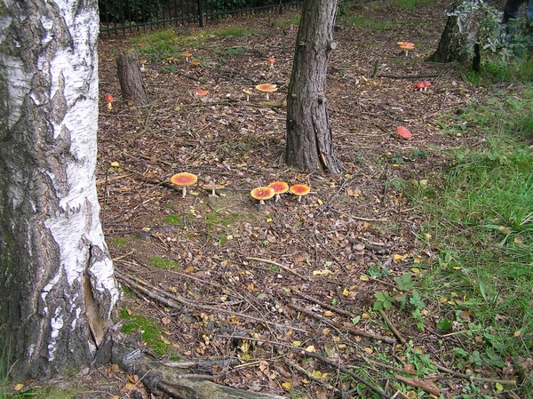 Weerterbergen Dikkie 077