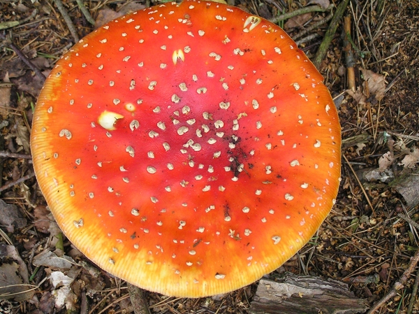 Weerterbergen Dikkie 078