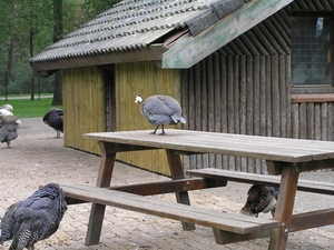 Weerterbergen Dikkie 090