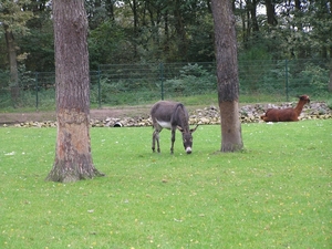 Weerterbergen Dikkie 091