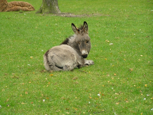 Weerterbergen Dikkie 092