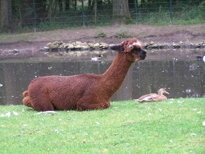 Weerterbergen Dikkie 093