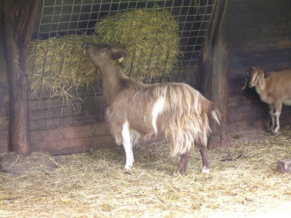 Weerterbergen Dikkie 097