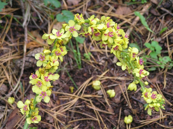 Weerterbergen Dikkie 106