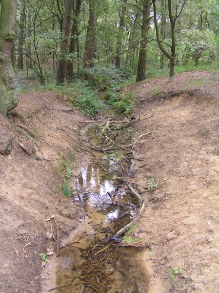 Weerterbergen Dikkie 108